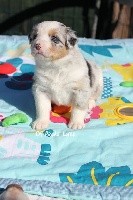 CHIOT MÂLE BLEU MERLE