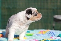 CHIOT FEMELLE BLEU MERLE