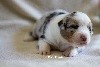 CHIOT MÂLE BLEU MERLE