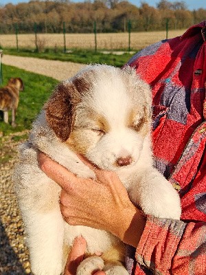 CHIOT Rouge merle clair