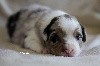 CHIOT FEMELLE BLEU MERLE