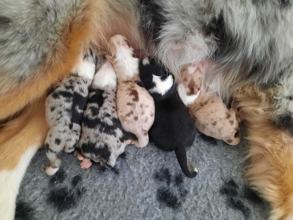 of Acala Lake - Les chiots sont nés - Portée 2023 - Rizzly et Merlin