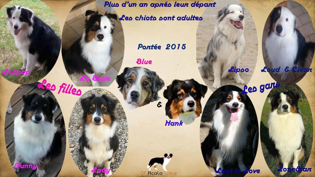 Les BB 2015 issus mariage Blue et Hank