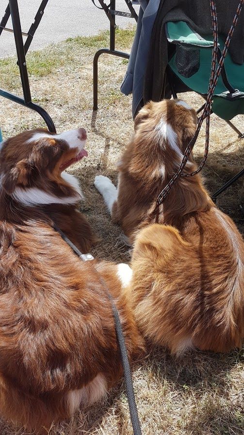 Merlin et Marlo