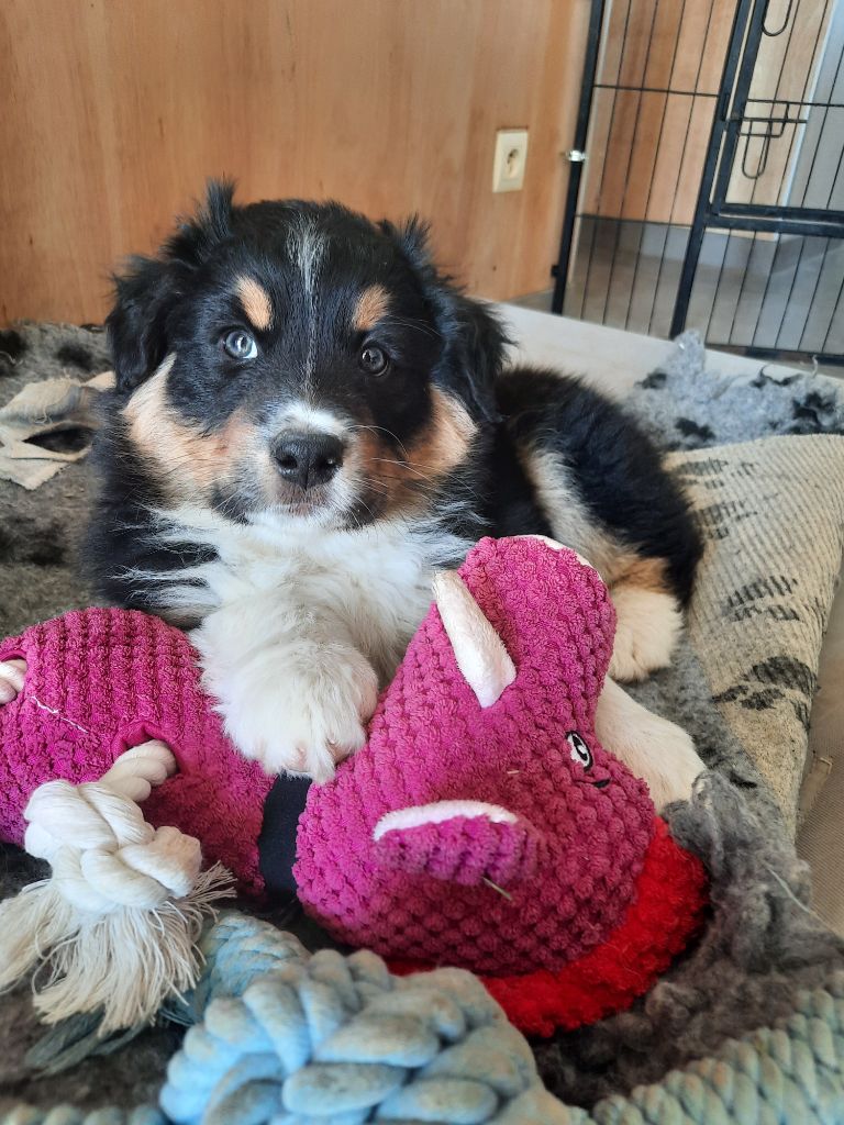 of Acala Lake - Chiots disponibles - Berger Australien