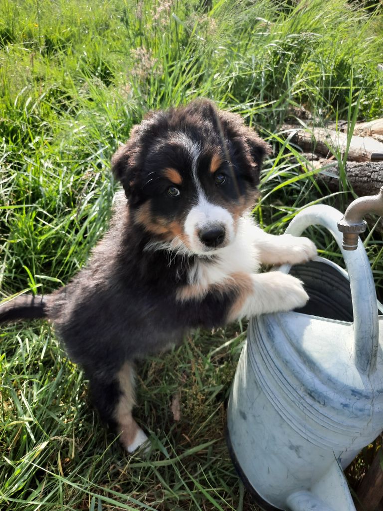 of Acala Lake - Chiots disponibles - Berger Australien