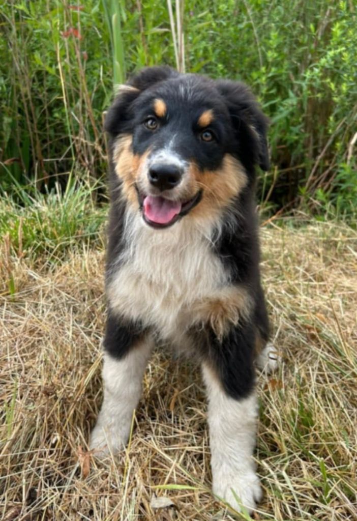 of Acala Lake - Chiots disponibles - Berger Australien