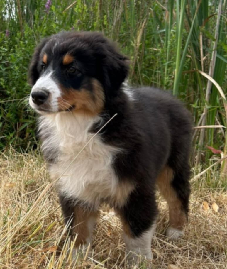 of Acala Lake - Chiots disponibles - Berger Australien