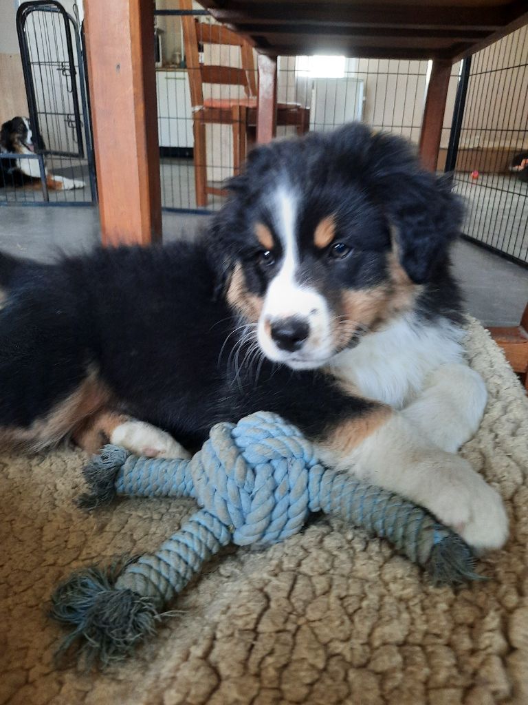 of Acala Lake - Chiots disponibles - Berger Australien
