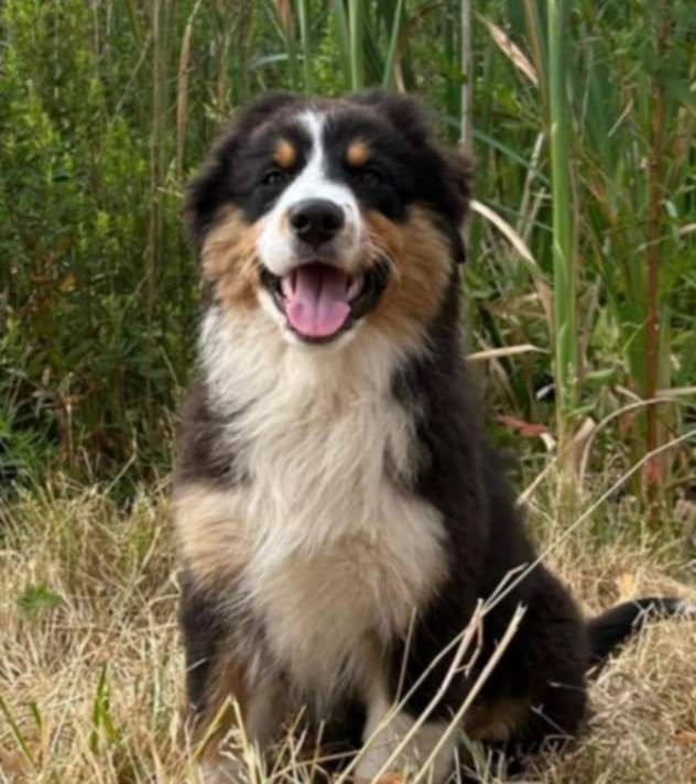 of Acala Lake - Chiots disponibles - Berger Australien
