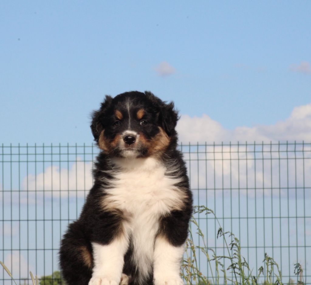 of Acala Lake - Chiots disponibles - Berger Australien